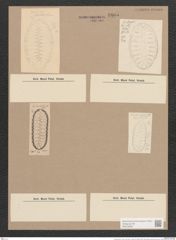 Surirella lomis A. Schm. (de-Toni-Nr.: Genus 53, Species 2397) Zeichnungen Sammlung Grunow Nr. 4805 (NHMW-BOT-W0372956)